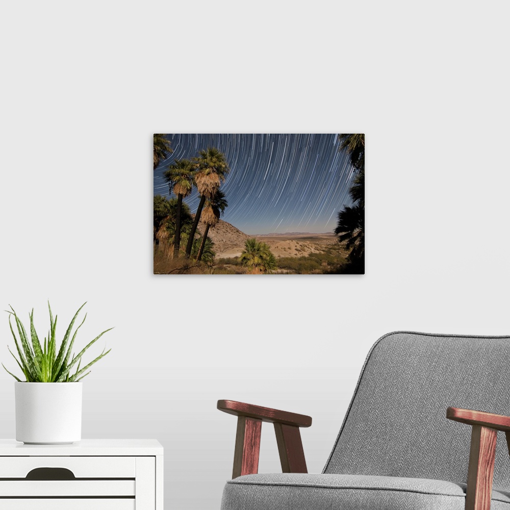 A modern room featuring California Fan Palms and a mesquite grove offer a stark contrast to the barren desert landscape.