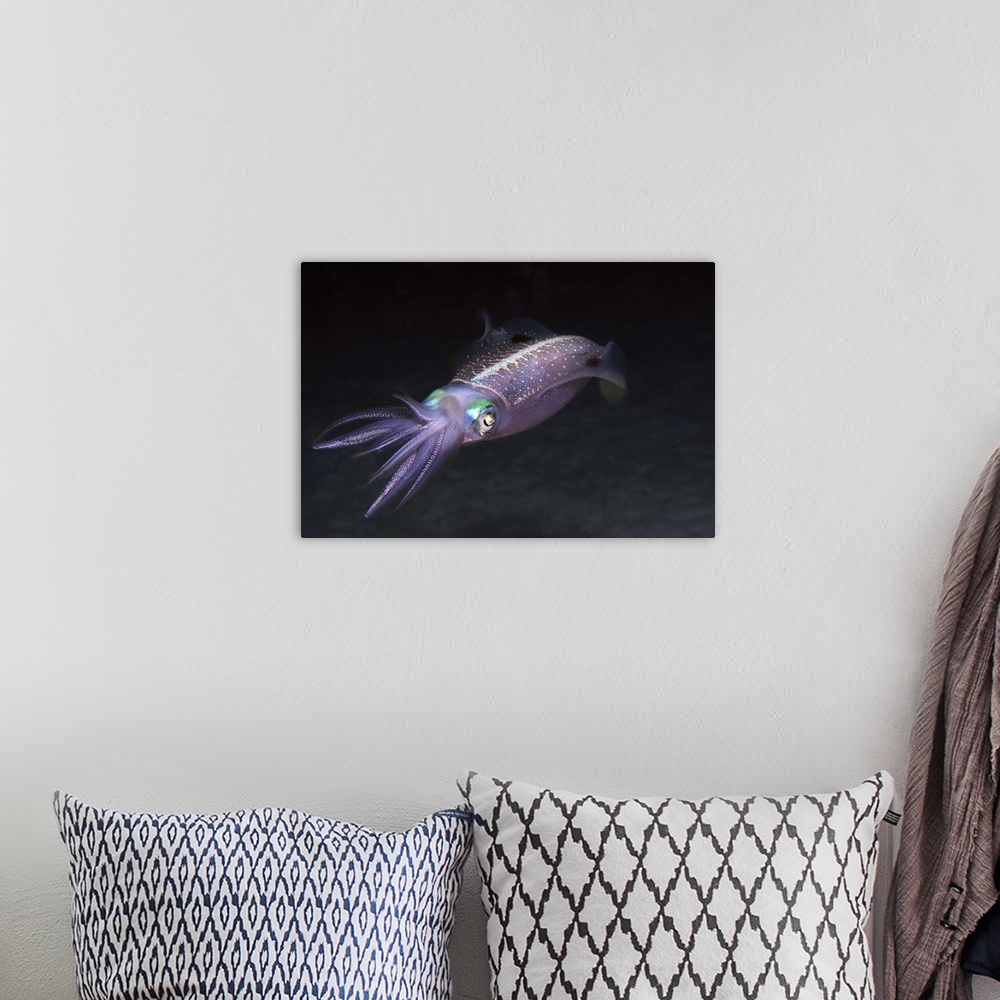 A bohemian room featuring Caribbean Reef Squid at night on reef.