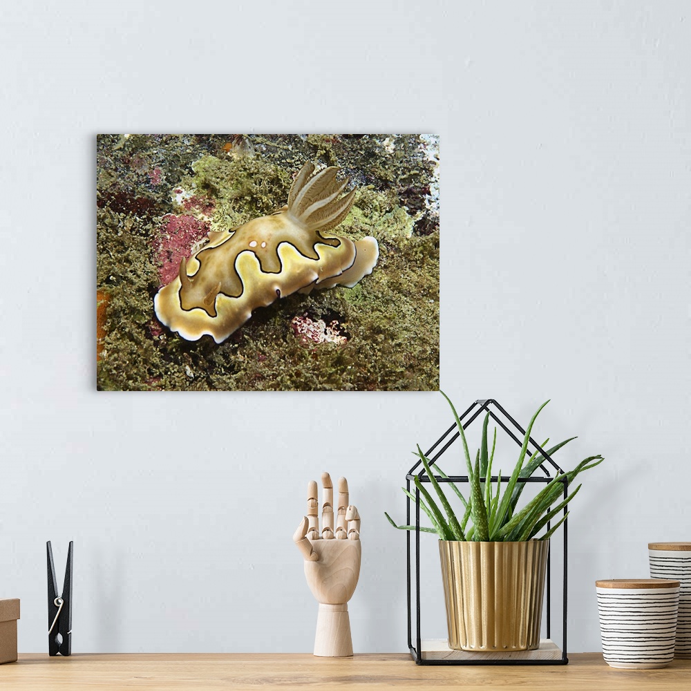 A bohemian room featuring Chromodoris coi beige nudibranch with black line.