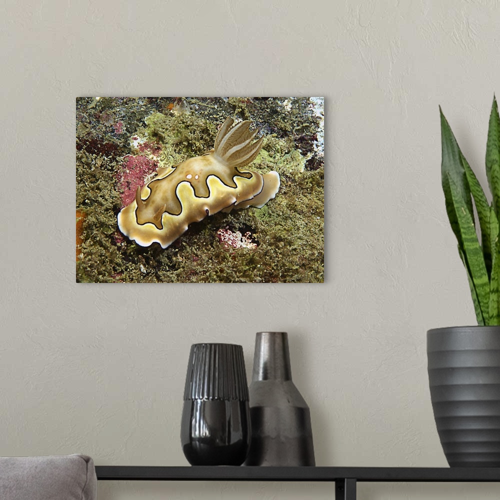 A modern room featuring Chromodoris coi beige nudibranch with black line.