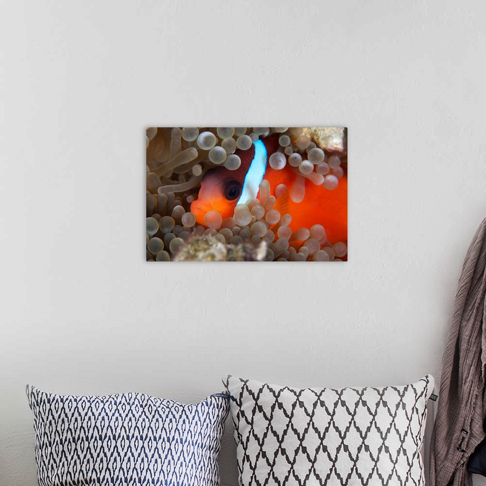 A bohemian room featuring Cinnamon Clownfish (Amphiprion melanopus) in its host anemone.