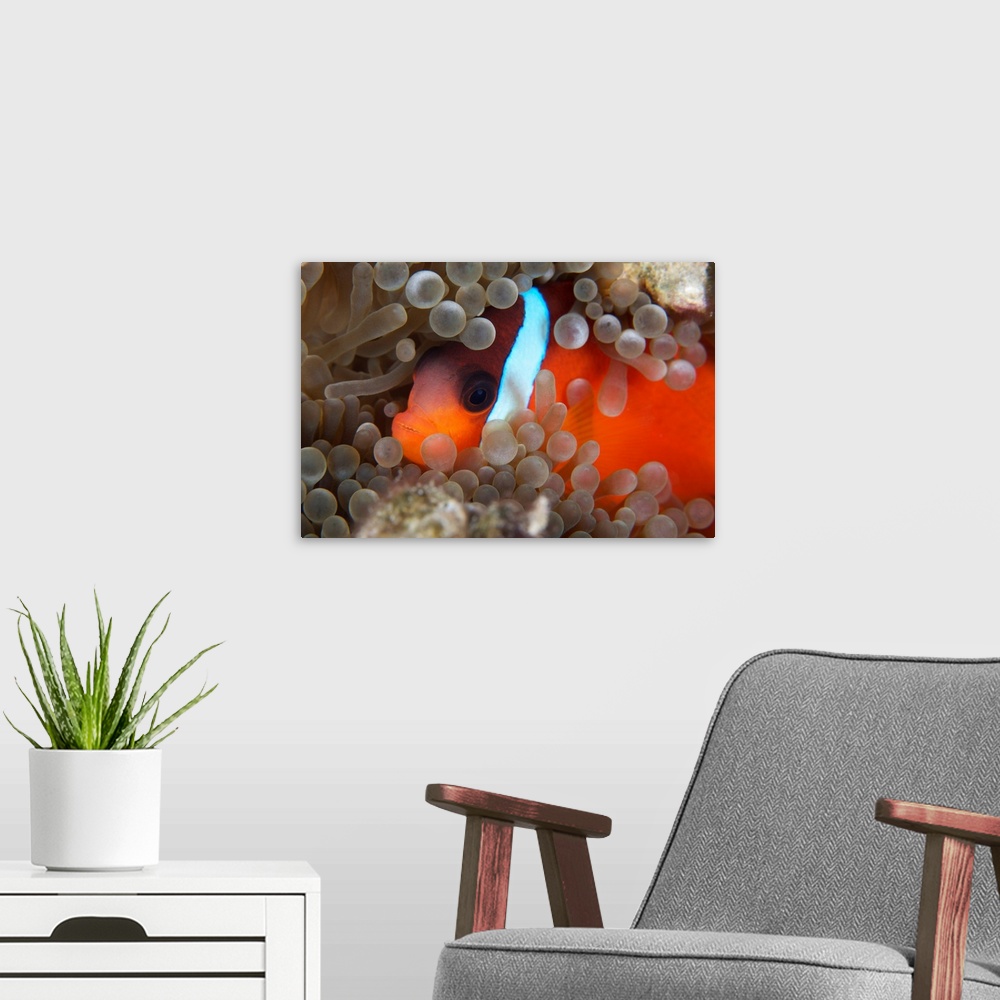 A modern room featuring Cinnamon Clownfish (Amphiprion melanopus) in its host anemone.