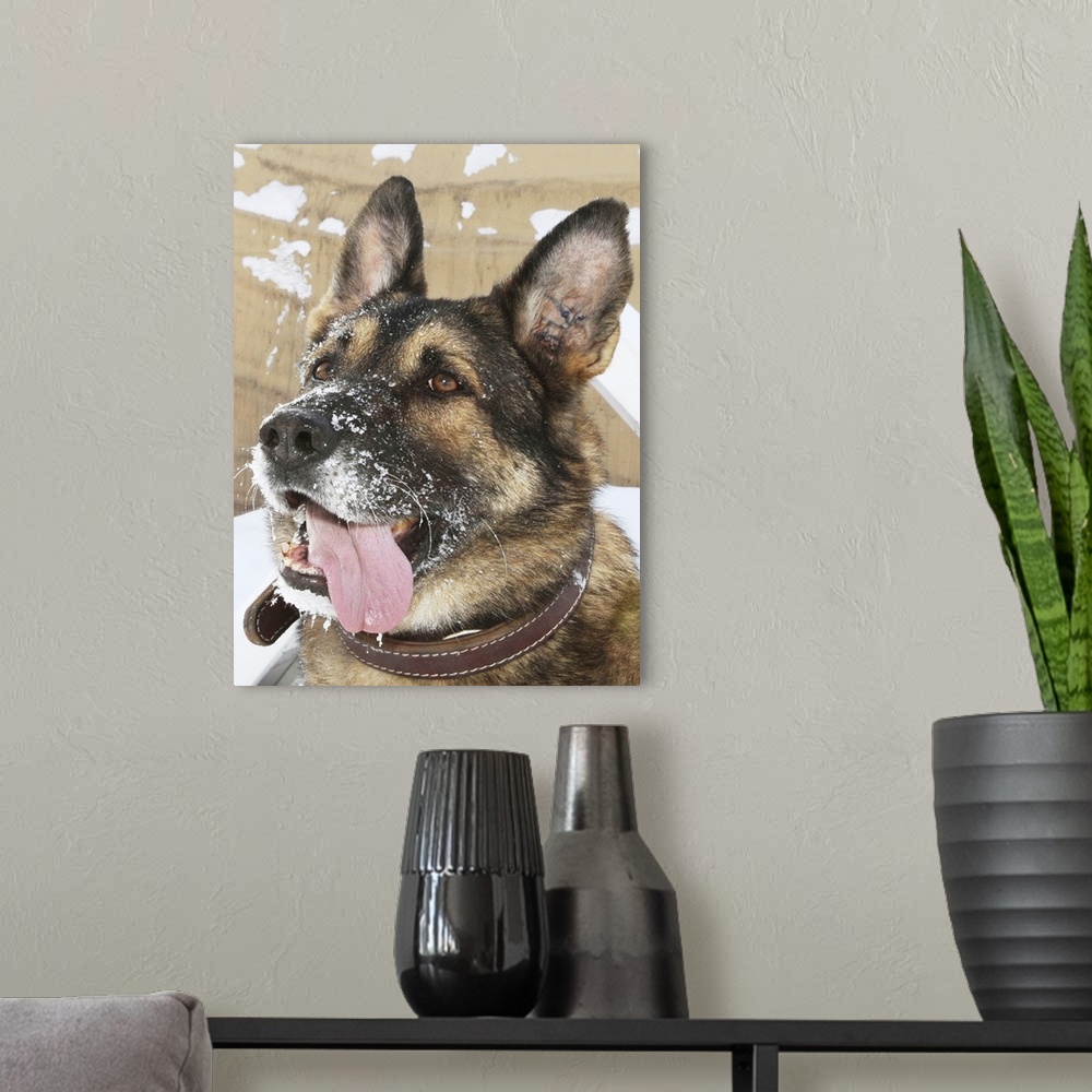 A modern room featuring Close-up of a military working dog.