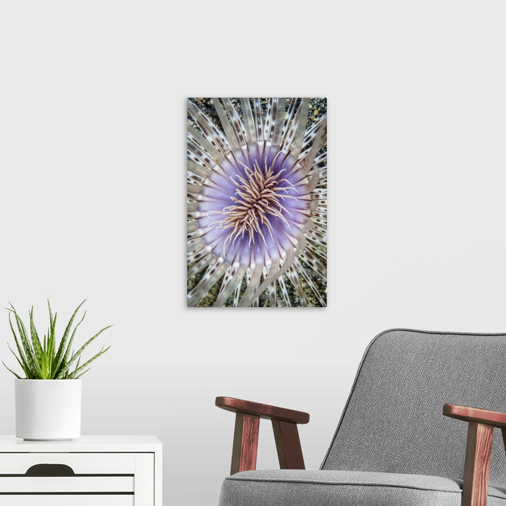 A modern room featuring Close-up of a tube anemone.