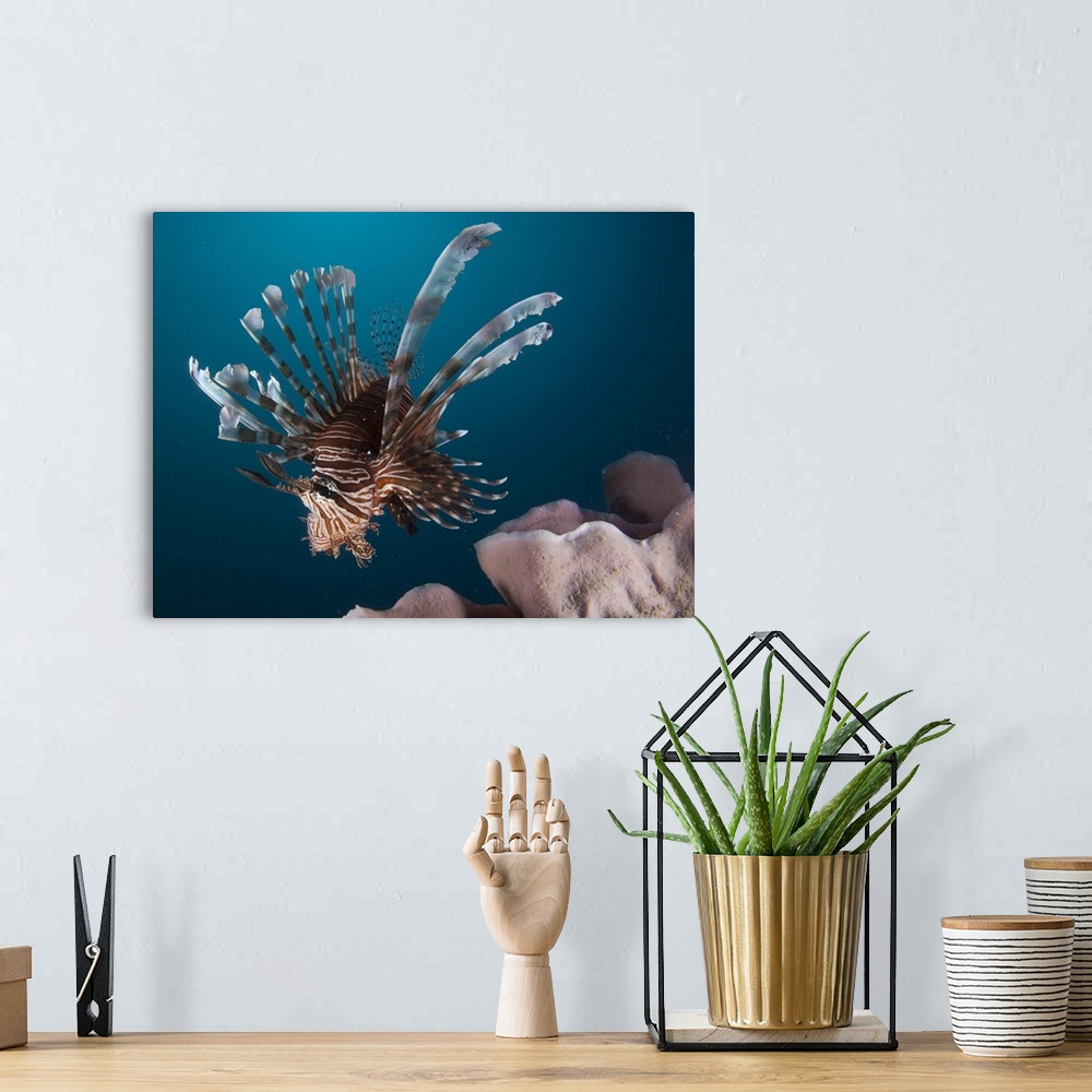 A bohemian room featuring Close-up view of a lionfish. Gorontalo, Indonesia.