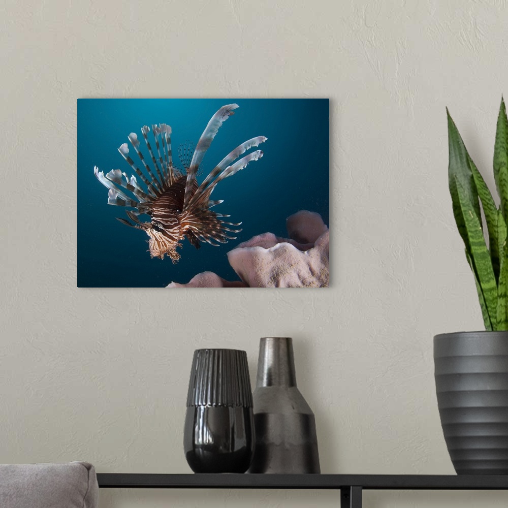 A modern room featuring Close-up view of a lionfish. Gorontalo, Indonesia.