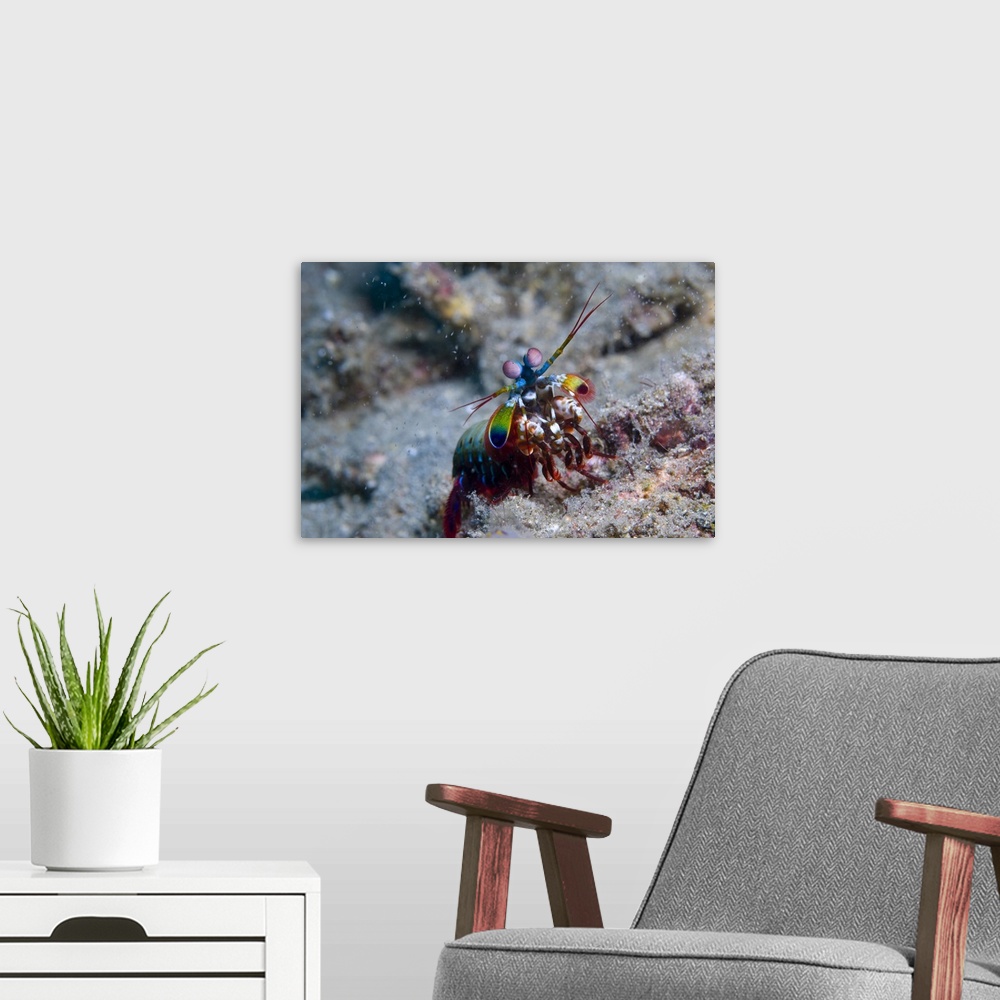 A modern room featuring Close-up view of a Mantis Shrimp, Papua New Guinea.