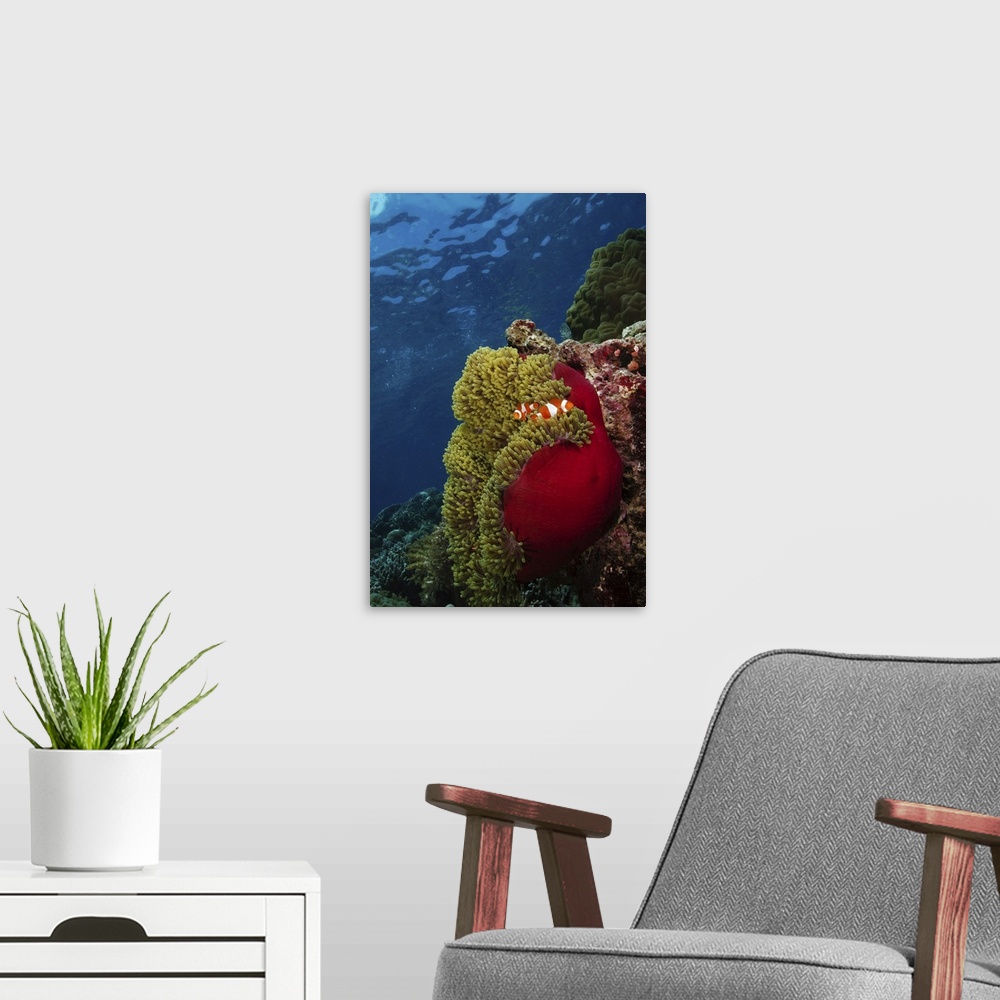 A modern room featuring Clownfish inside a red and green anemone, North Sulawesi, Indonesia.