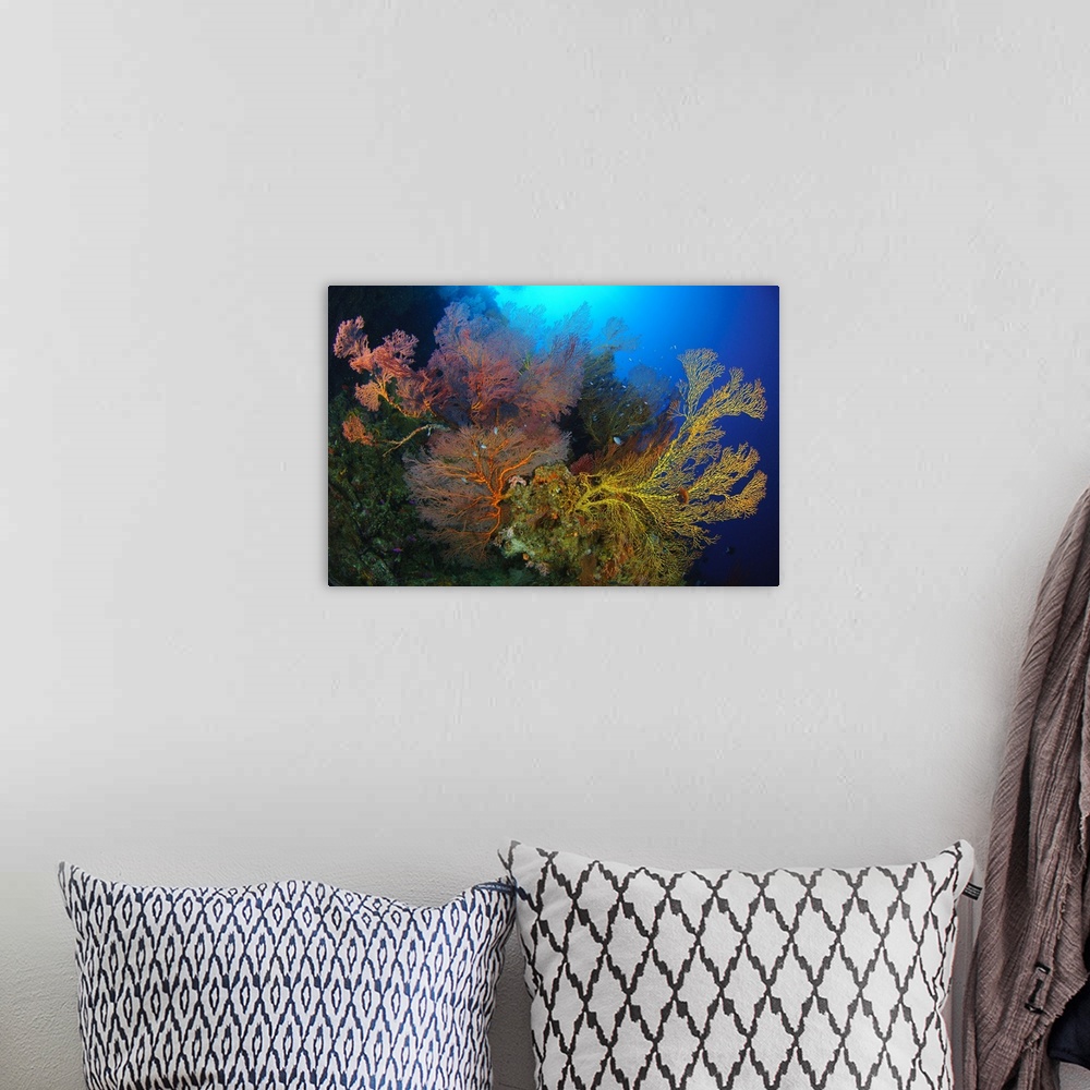 A bohemian room featuring Colorful assorted sea fans and soft coral, Solomon Islands.