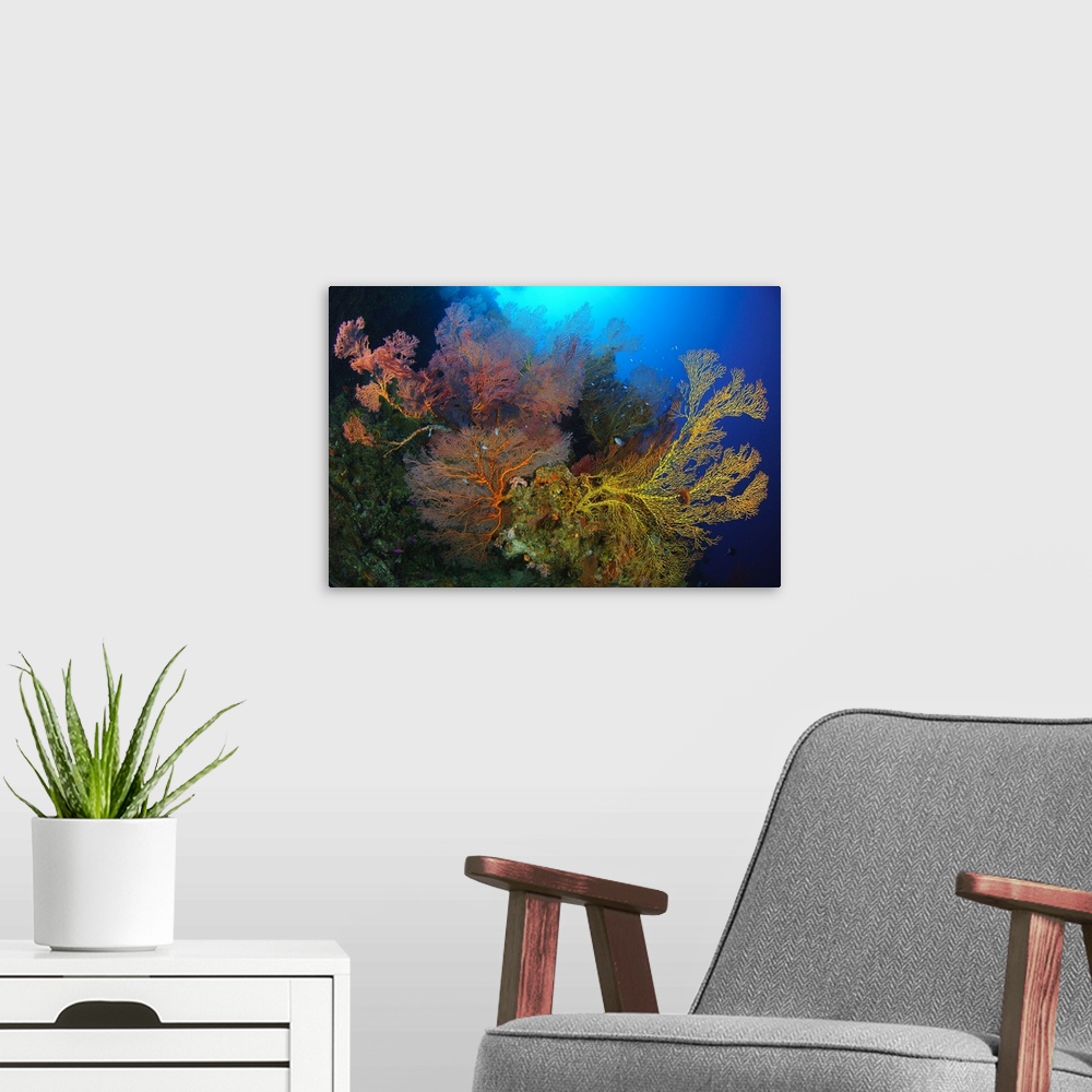 A modern room featuring Colorful assorted sea fans and soft coral, Solomon Islands.