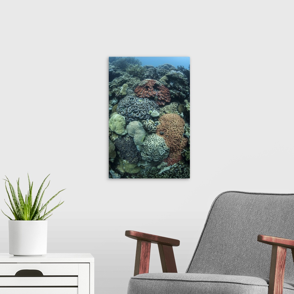 A modern room featuring Colorful reef-building corals grow on a reef inside Palau's lagoon.