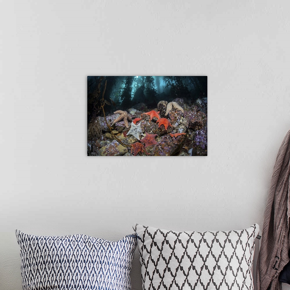 A bohemian room featuring Colorful starfish cover the bottom of a giant kelp forest.