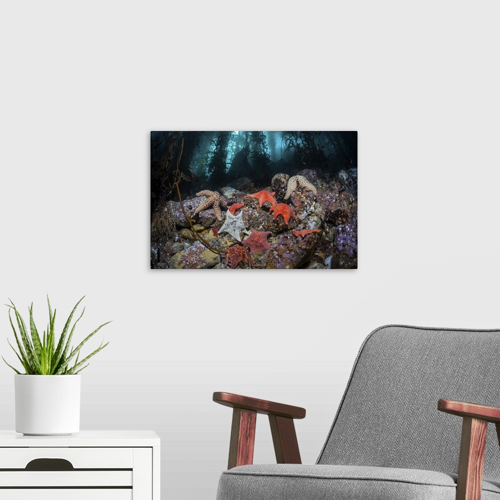 A modern room featuring Colorful starfish cover the bottom of a giant kelp forest.