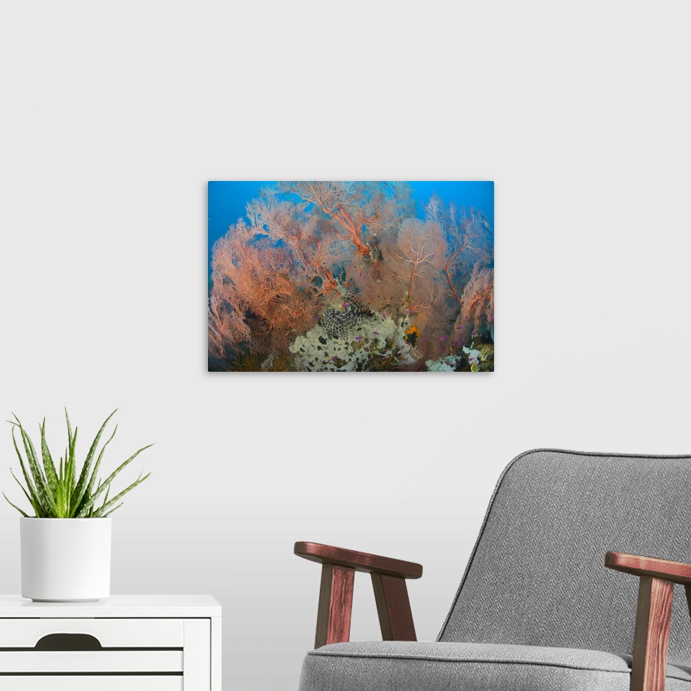 A modern room featuring Colourful sea fan with crinoid, Papua New Guinea.