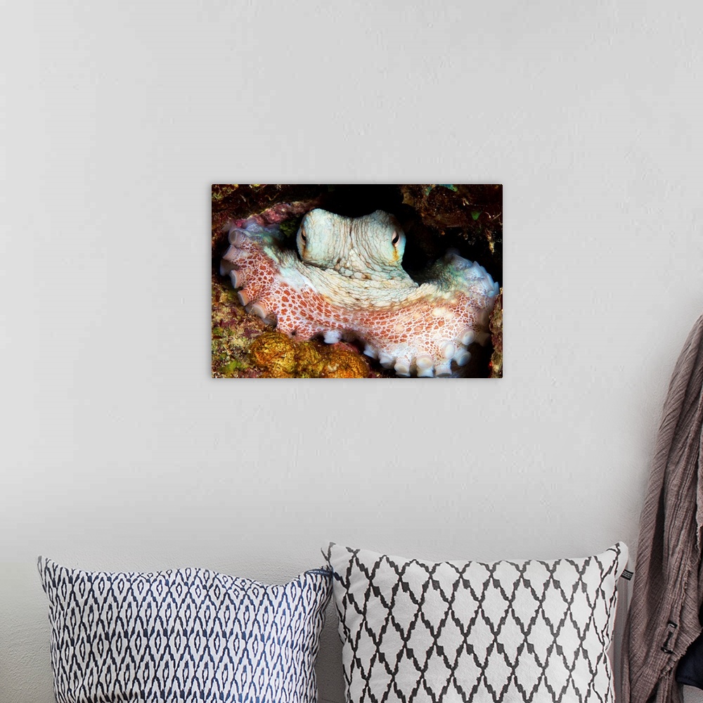 A bohemian room featuring Caribbean Reef Octopus guards its lair, Bonaire, Caribbean Netherlands.