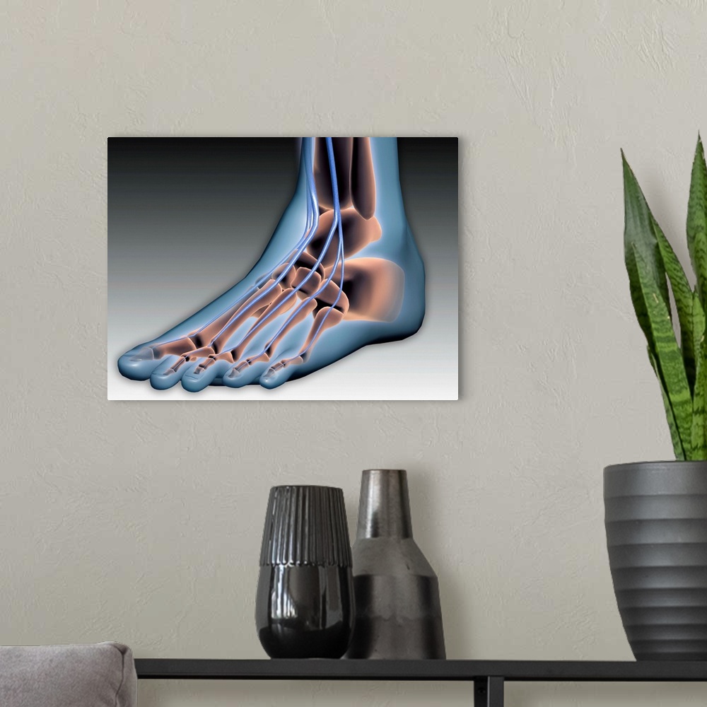 A modern room featuring Conceptual image of human foot with nervous system.