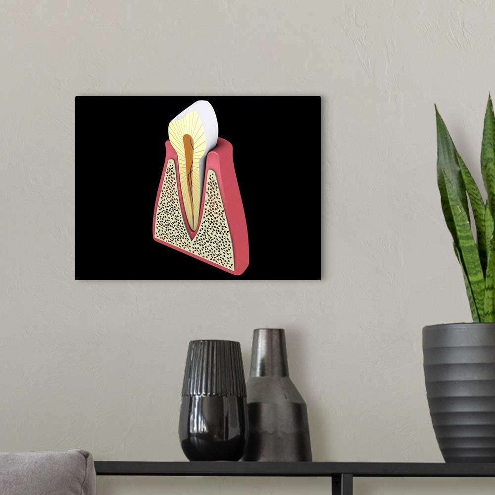 A modern room featuring Conceptual image of human tooth.