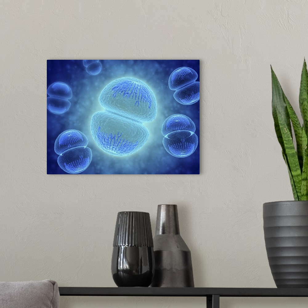 A modern room featuring Conceptual image of mitosis. Mitosis is the process in the cell cycle by which a cell duplicates ...