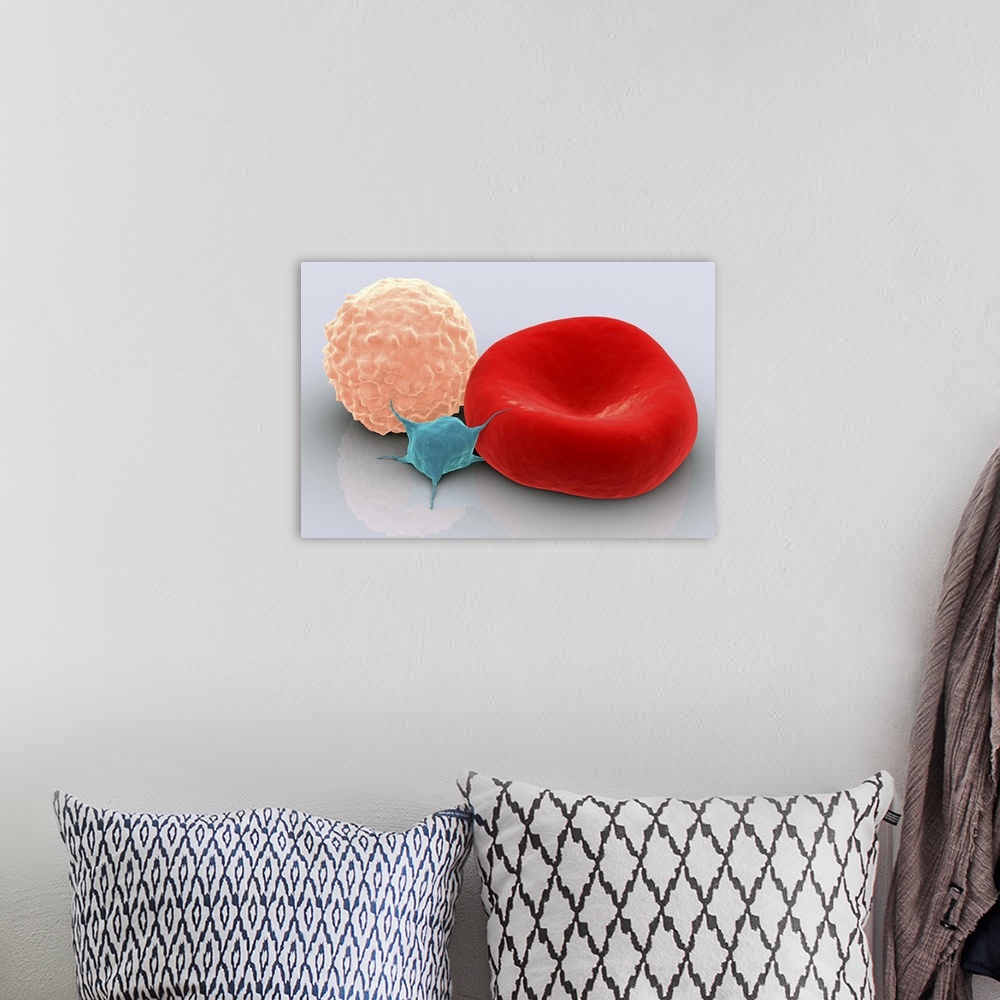 A bohemian room featuring Conceptual image of platelet, red blood cell and white blood cell.