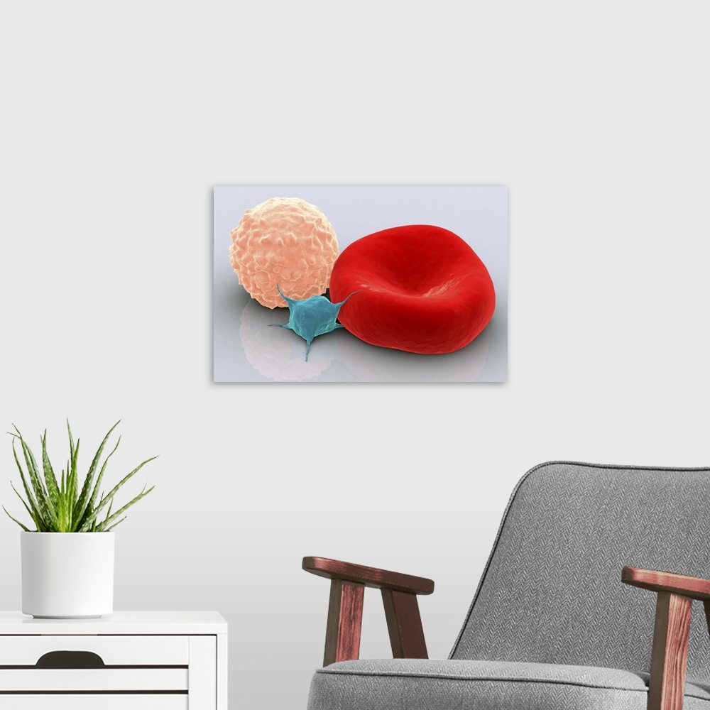 A modern room featuring Conceptual image of platelet, red blood cell and white blood cell.