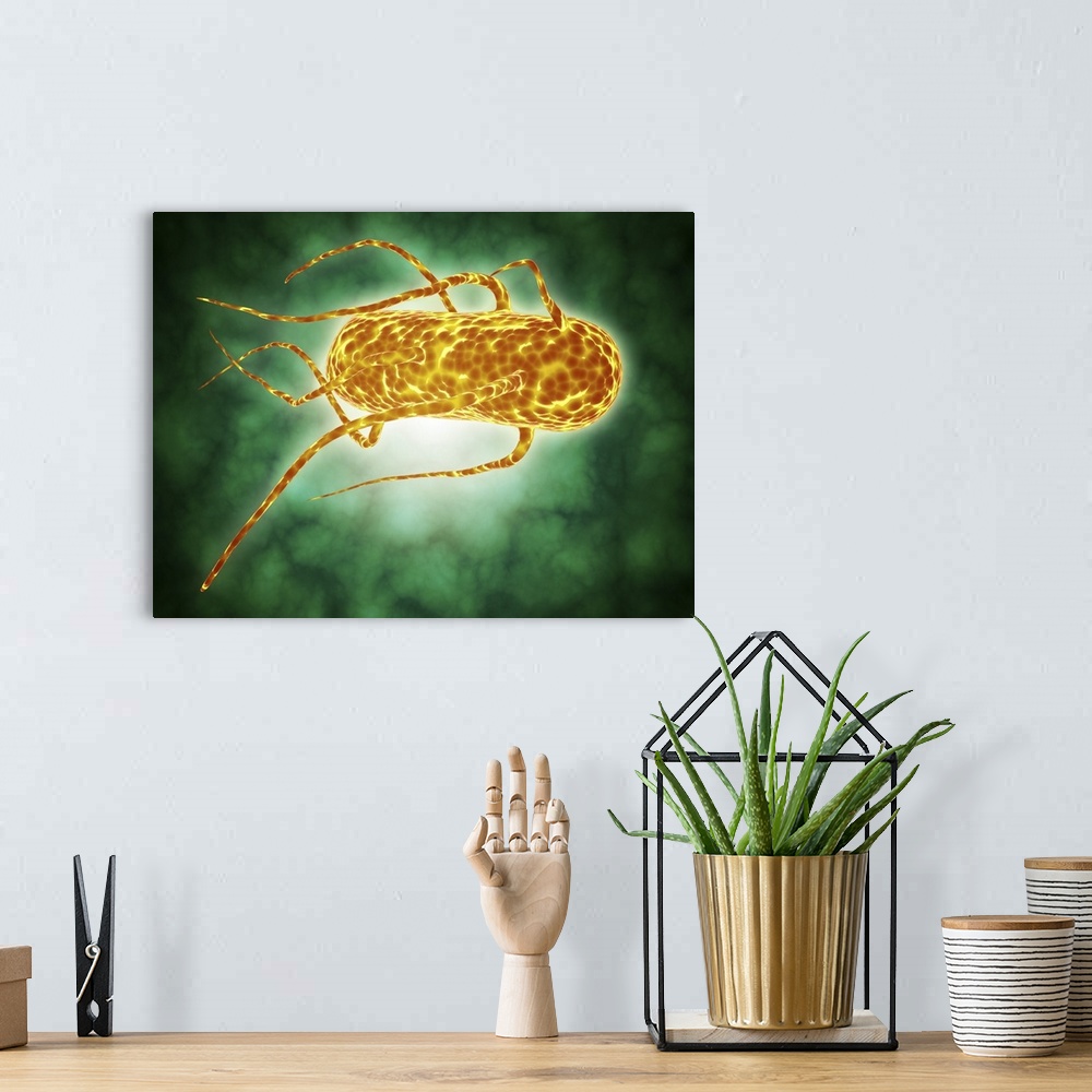A bohemian room featuring Conceptual image of salmonella. Salmonella is a genus of rod-shaped, gram-negative bacteria. Ther...