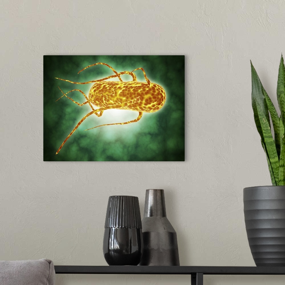 A modern room featuring Conceptual image of salmonella. Salmonella is a genus of rod-shaped, gram-negative bacteria. Ther...