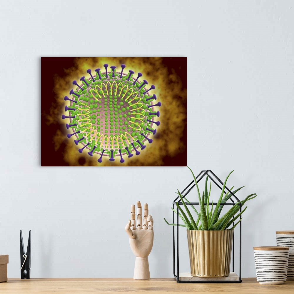 A bohemian room featuring Conceptual image of the coronavirus. Coronaviruses primarily infect the upper respiratory and gas...
