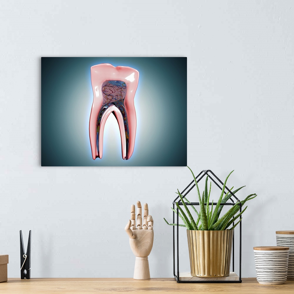 A bohemian room featuring Cross-section of a human tooth.