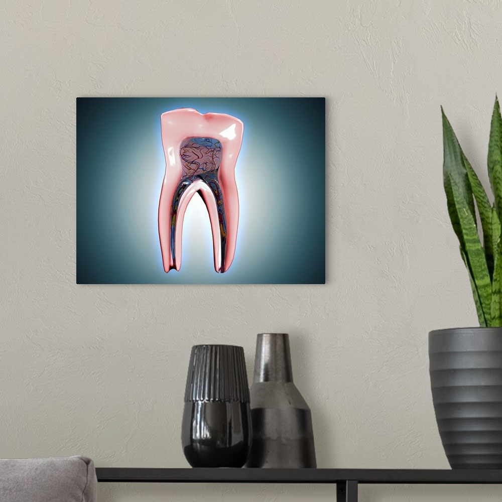 A modern room featuring Cross-section of a human tooth.