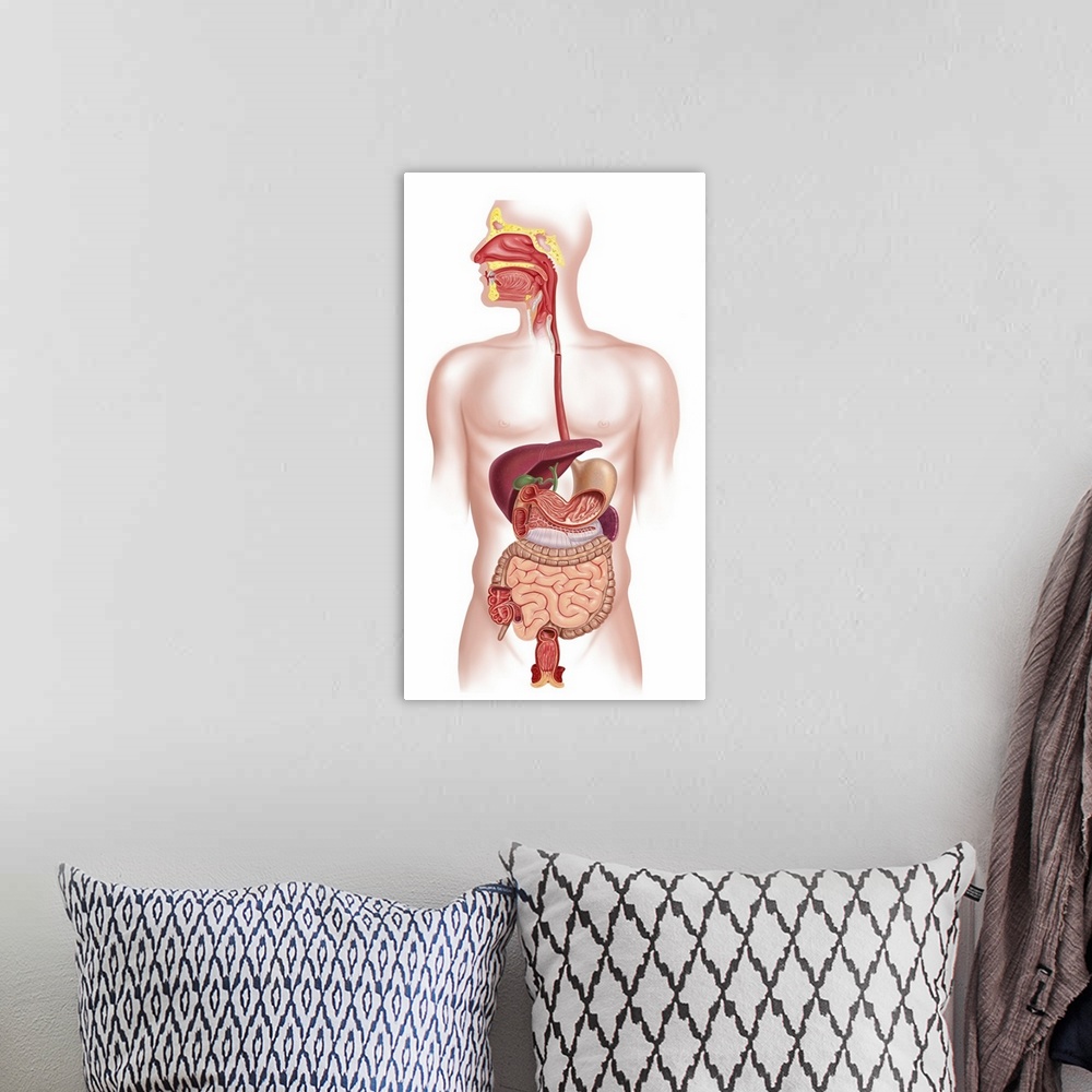 A bohemian room featuring Cross section of human digestive system.