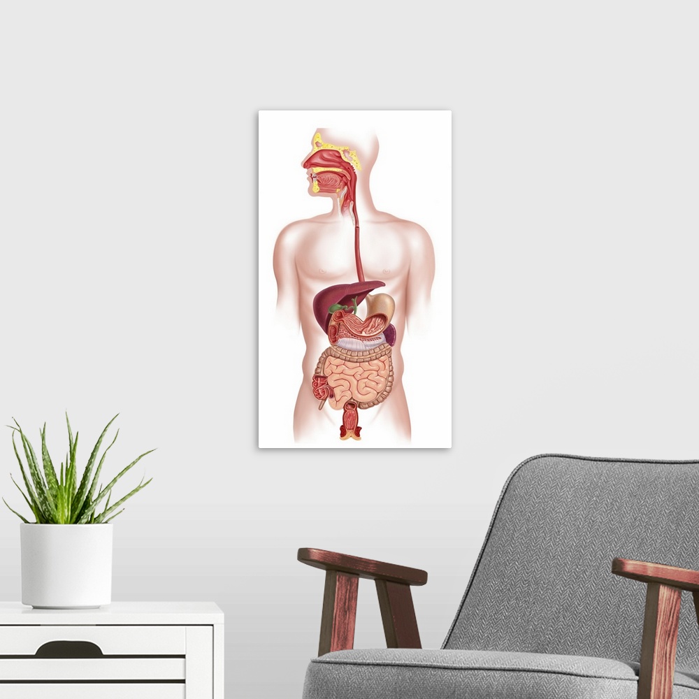 A modern room featuring Cross section of human digestive system.