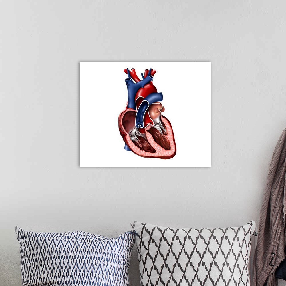 A bohemian room featuring Cross section of human heart.