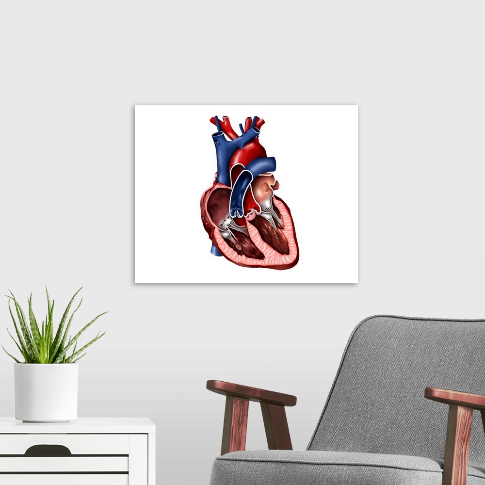 A modern room featuring Cross section of human heart.