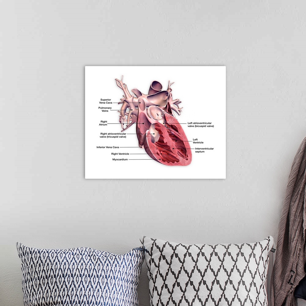 A bohemian room featuring Cross section of human heart with labels.