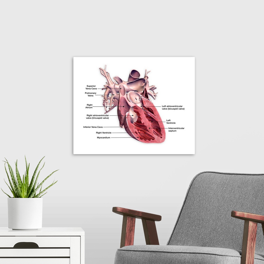 A modern room featuring Cross section of human heart with labels.