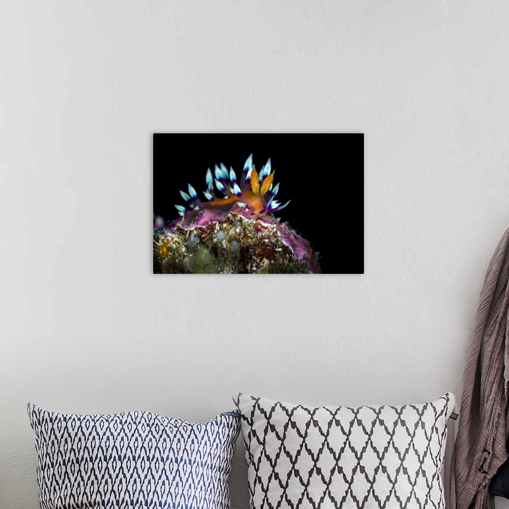 A bohemian room featuring Desirable flabellina nudibranch, Anilao, Philippines.