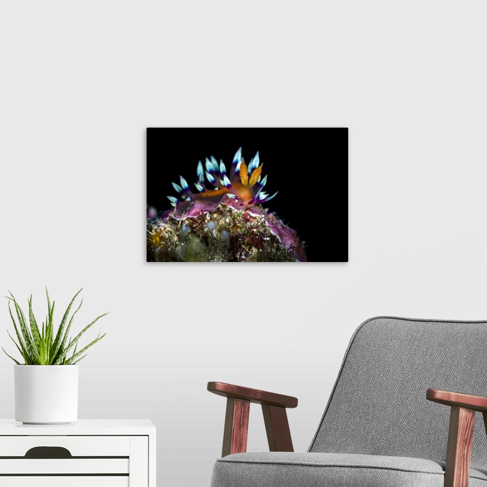 A modern room featuring Desirable flabellina nudibranch, Anilao, Philippines.