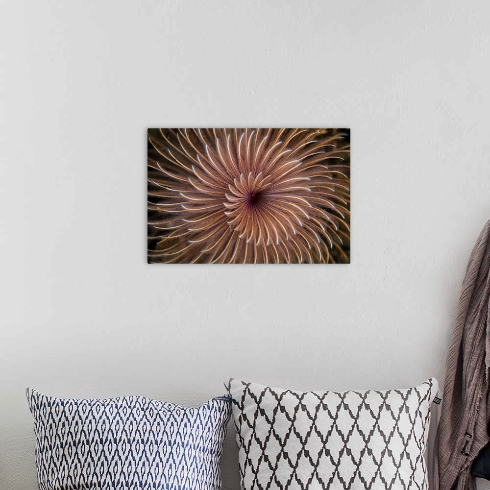 A bohemian room featuring Detail of the spiral tentacles arrangement of a feather duster worm.