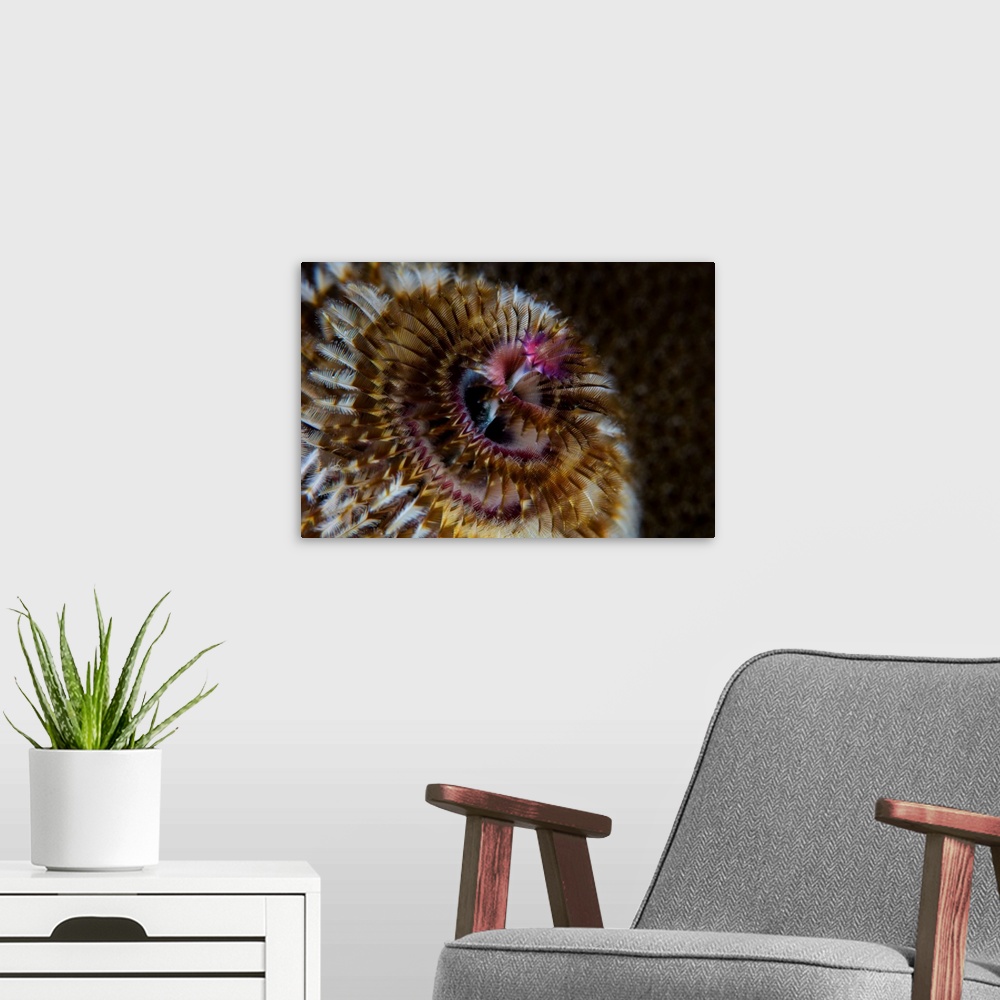 A modern room featuring Detail of the tentacles of a Christmas tree worm.