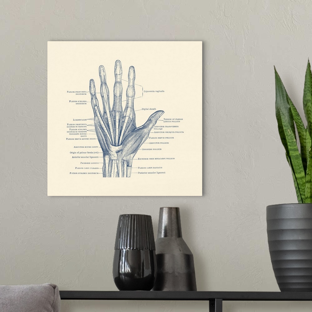 A modern room featuring Diagram depicting the bones, ligaments and muscles throughout the hand and fingers.