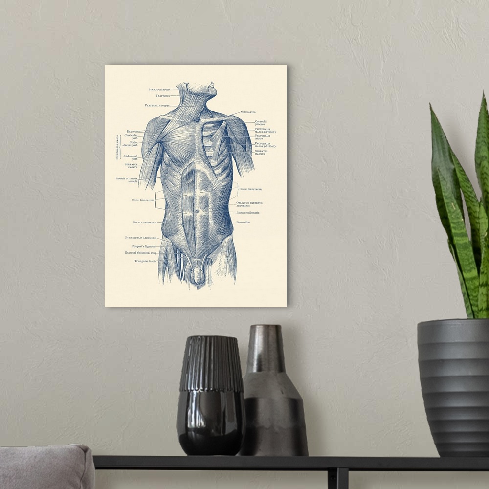 A modern room featuring Diagram depicting the neck, chest, abdomen and pelvic regions of a male body.