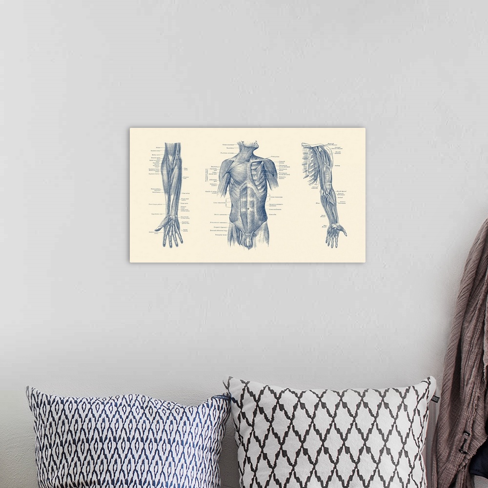 A bohemian room featuring Diagram depicting the neck, chest, abdomen and pelvic regions of a male body.