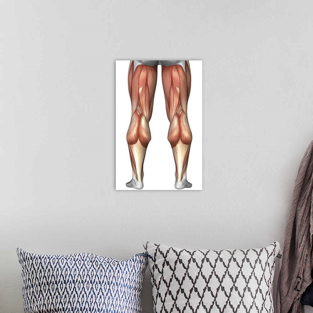 A bohemian room featuring Diagram illustrating muscle groups on back of human legs.