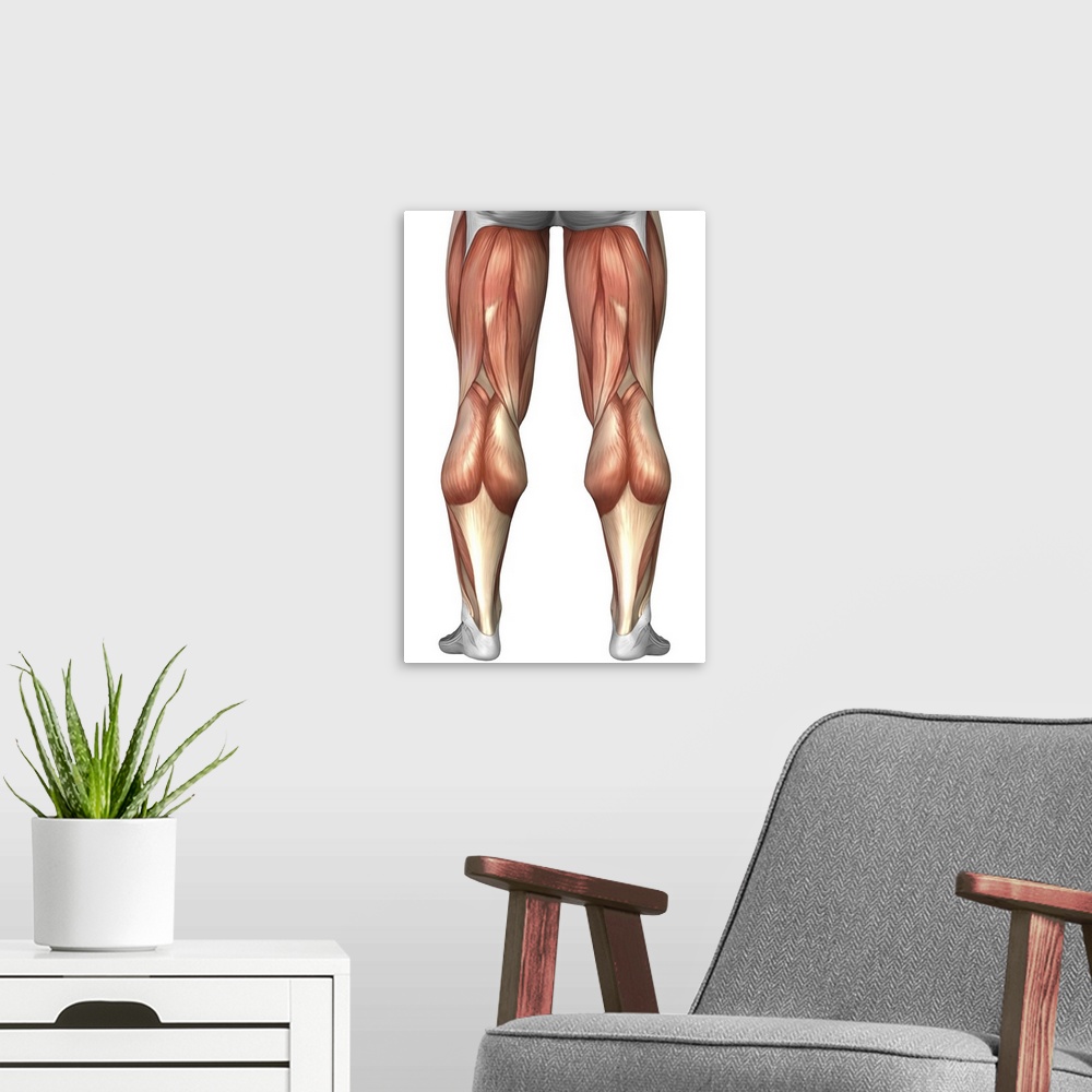 A modern room featuring Diagram illustrating muscle groups on back of human legs.