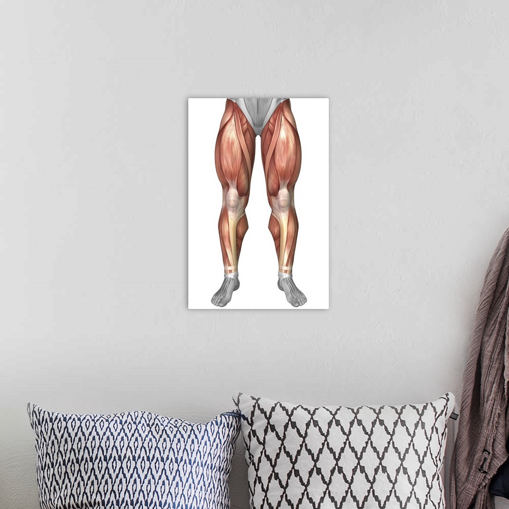 A bohemian room featuring Diagram illustrating muscle groups on front of human legs.