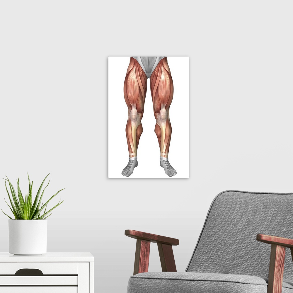 A modern room featuring Diagram illustrating muscle groups on front of human legs.