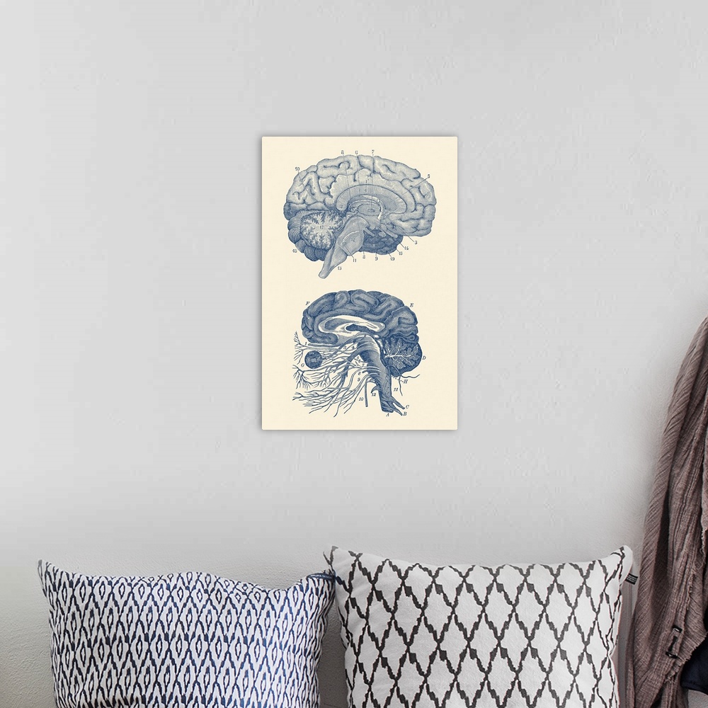 A bohemian room featuring Diagram of the arteries of the brain and the circulatory system surrounding the brain.