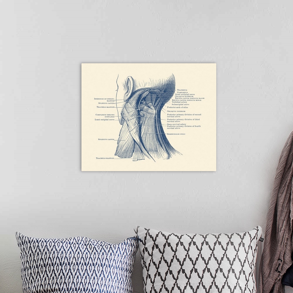 A bohemian room featuring Diagram of the muscular system on the back of a human neck.