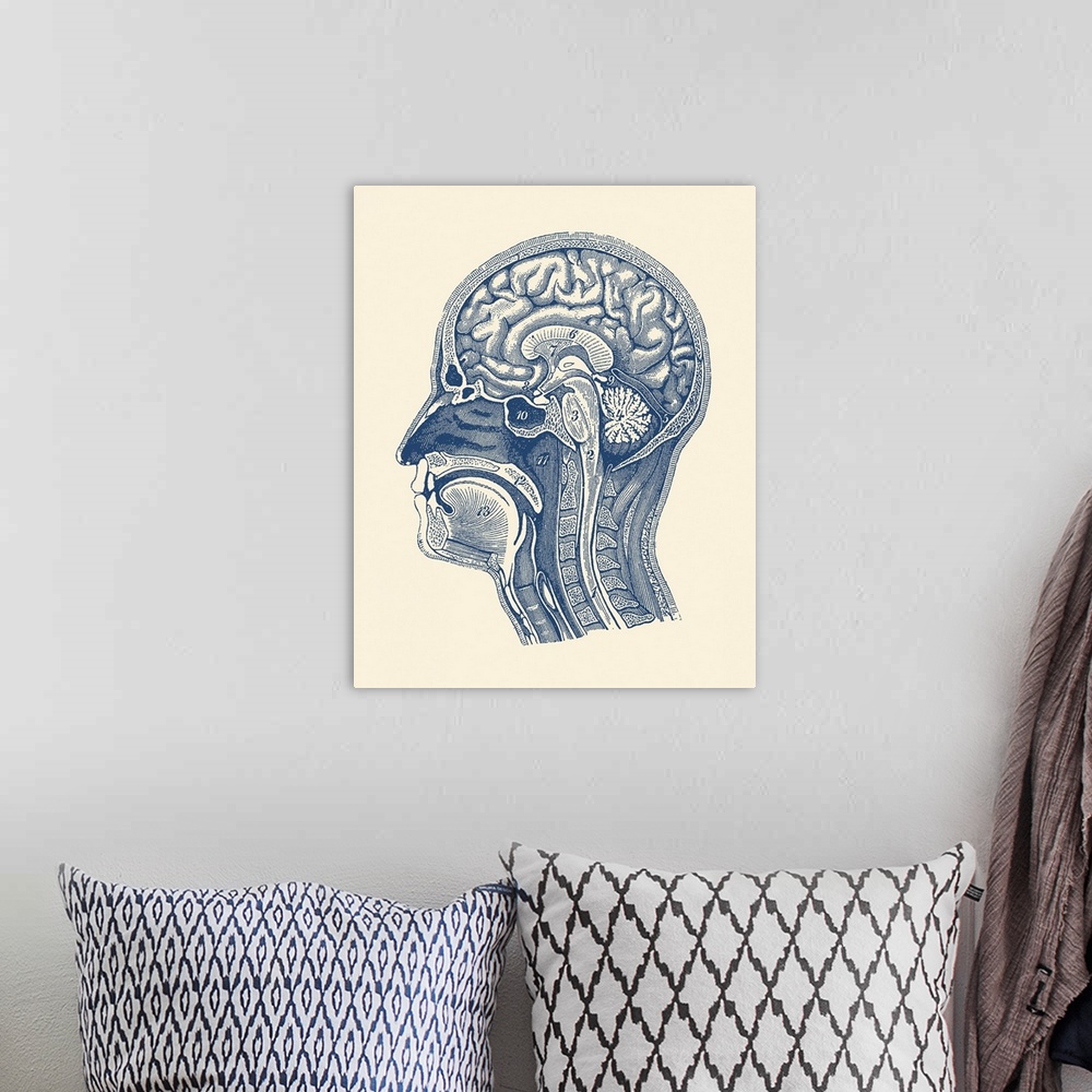 A bohemian room featuring Diagram showcasing the arteries of the brain, spinal cord and facial anatomy.
