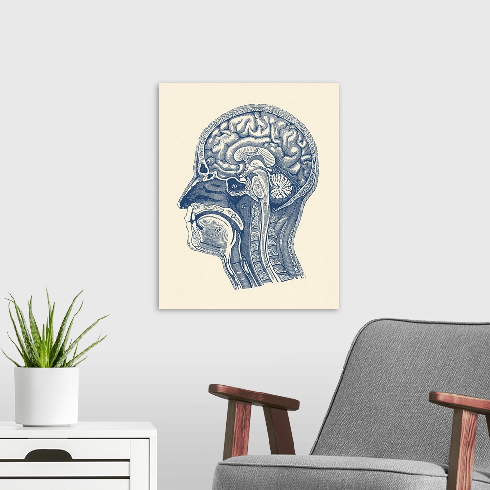 A modern room featuring Diagram showcasing the arteries of the brain, spinal cord and facial anatomy.
